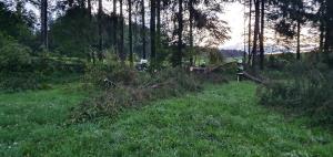 neurje Mirna, 02072019, foto PGD Mirna (4)